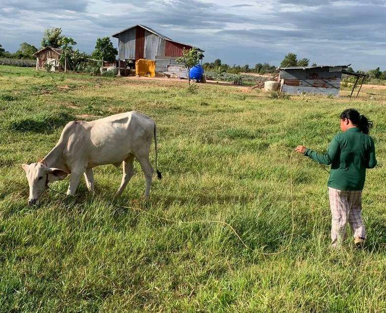 Woman leading white zebu cow in grassy field