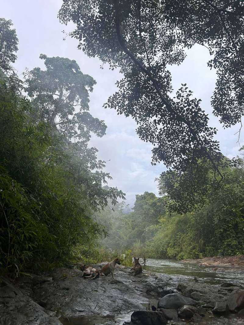 Cattle resting under trees by misty jungle stream