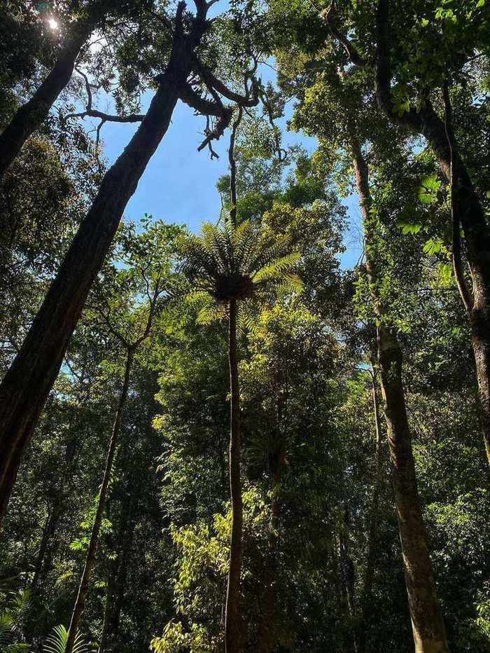 Tree fern reaching toward sky in forest canopy
