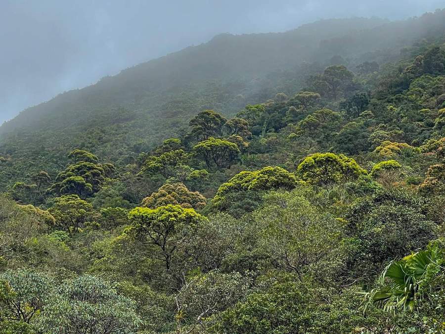Misty forested mountain landscape with lush green canopy