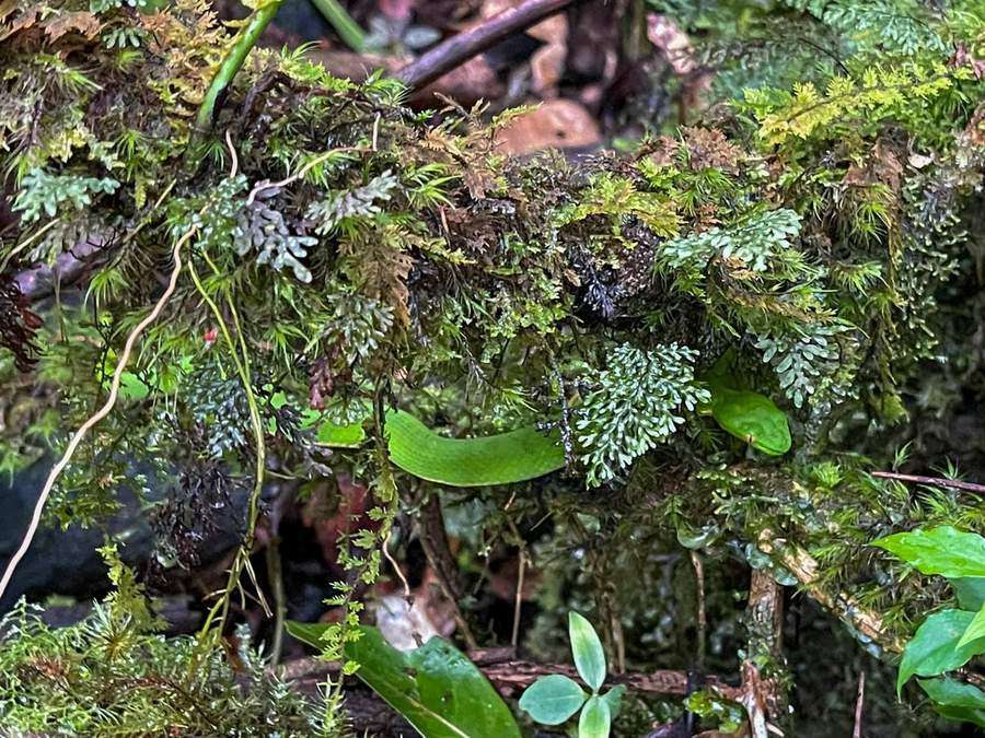 Moss and ferns growing on tree trunk in rainforest