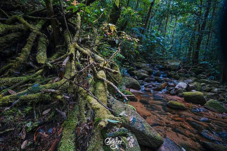 Moss-covered tree roots by forest stream
