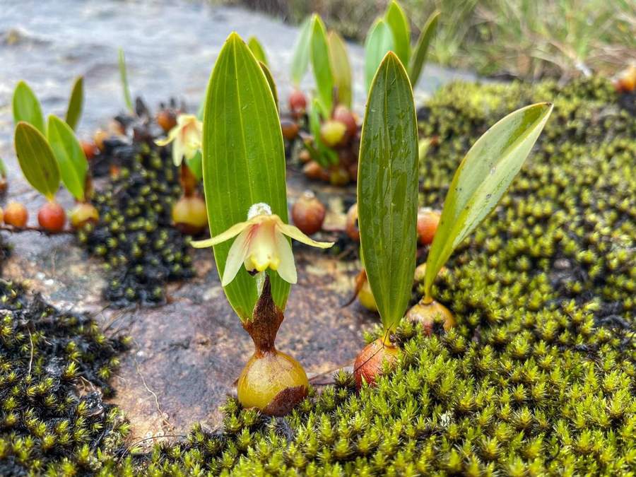 Small orchid flowers growing on mossy rock