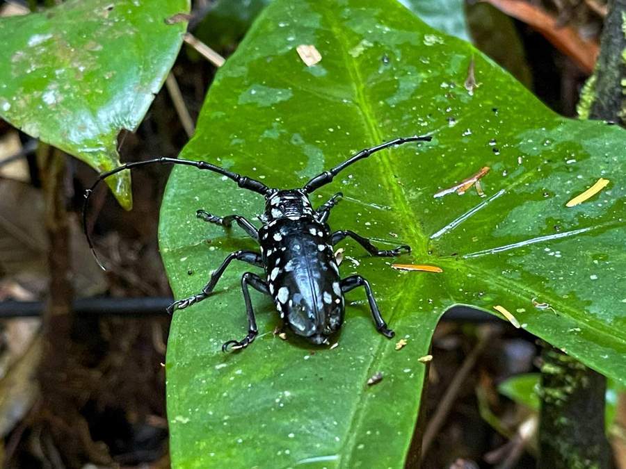 Black and white spotted longhorn beetle on green leaf