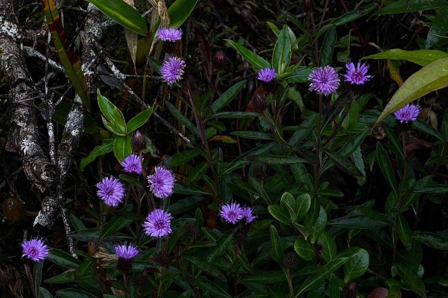 Purple wildflowers growing in dark forest vegetation