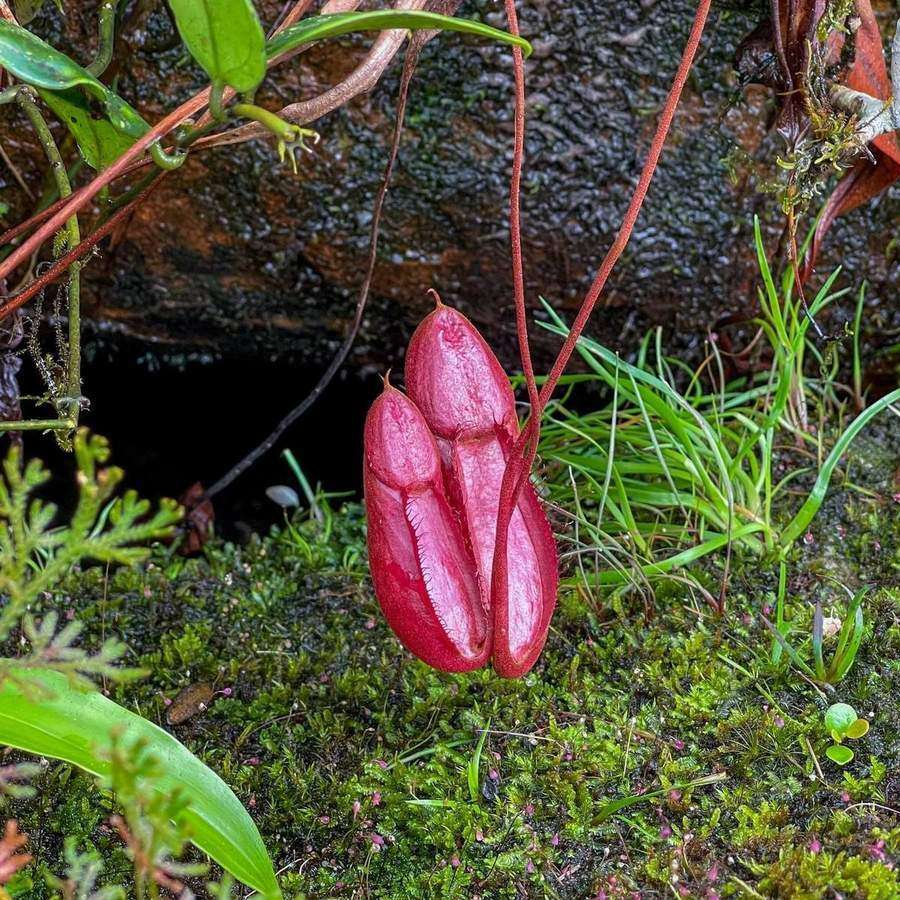Red pitcher plant hanging in mossy forest