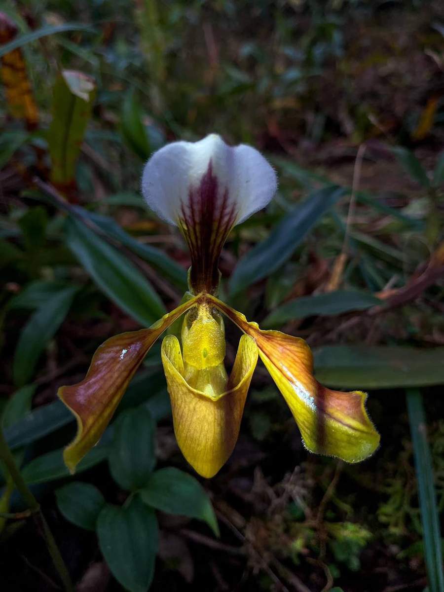 Yellow and purple lady slipper orchid flower