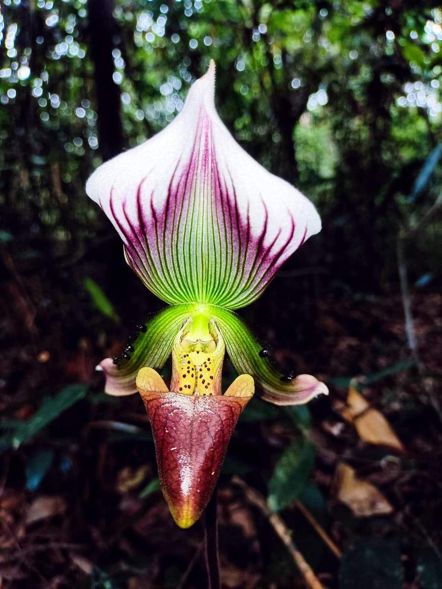 Paphiopedilum orchid with white and purple striped petals close-up