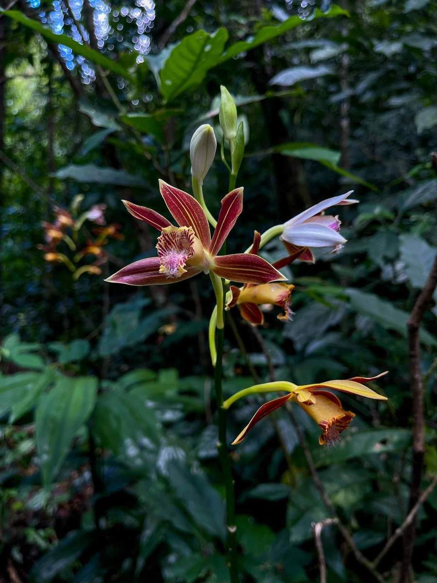Purple and yellow orchid flower in forest