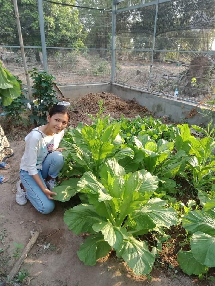 Woman kneeling beside leafy vegetables in fenced garden