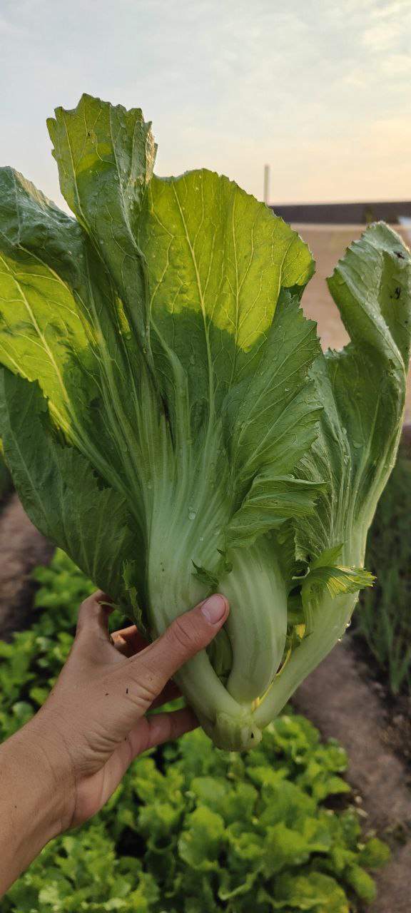 Hand holding large fresh bok choy over lettuce field