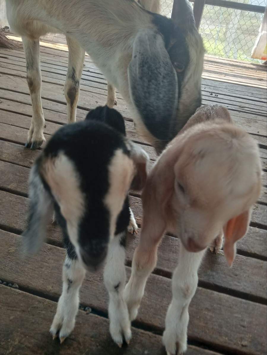 Two baby goats standing on wooden slats