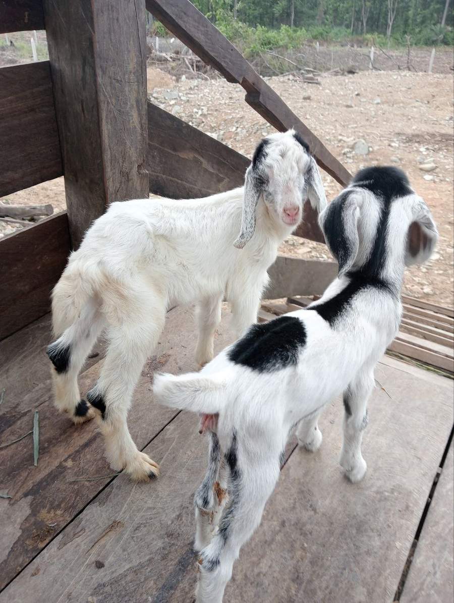 Two baby goats one white with black markings on wooden platform