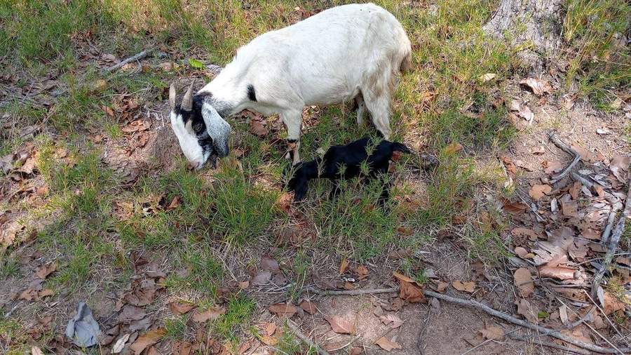 White mother goat grazing with baby goat lying in grass
