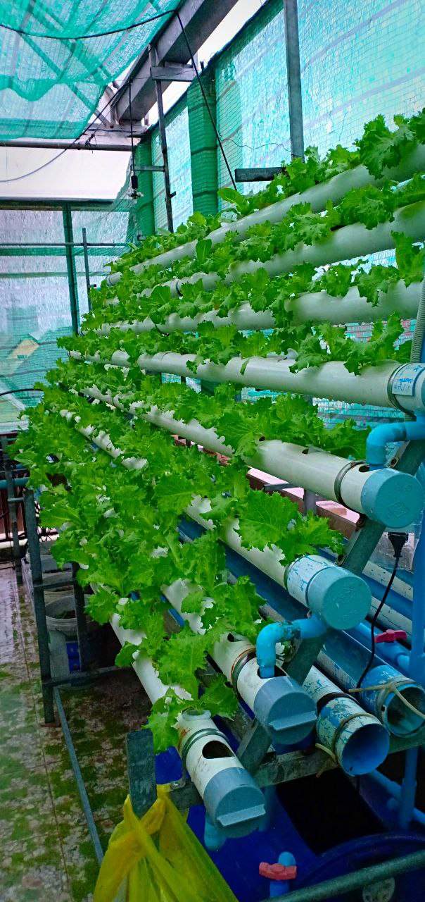 Hydroponic lettuce growing in vertical PVC pipes under shade net