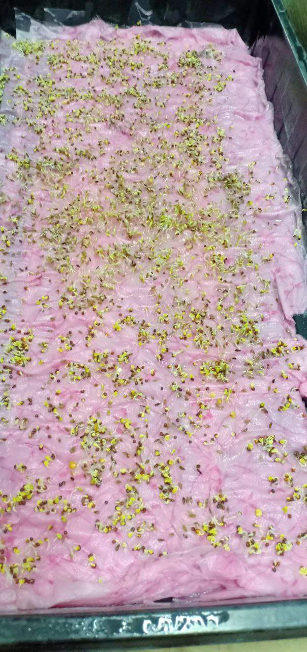 Tiny seedlings sprouting on pink cloth in germination tray