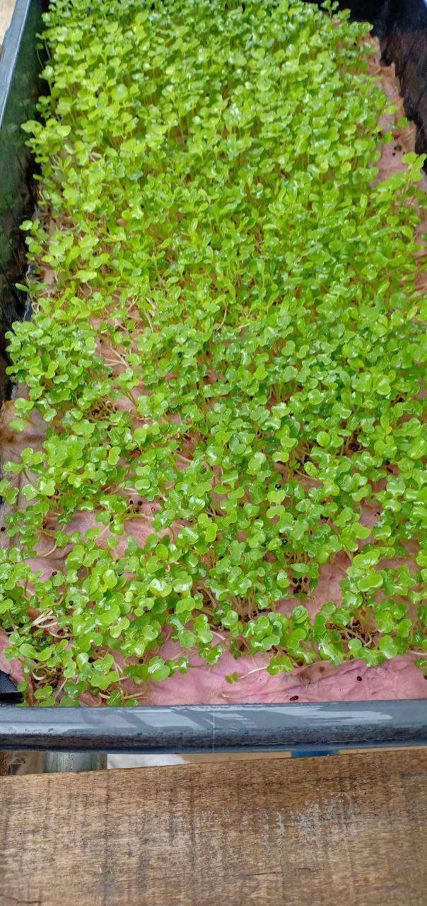 Green seedling sprouts growing in tray