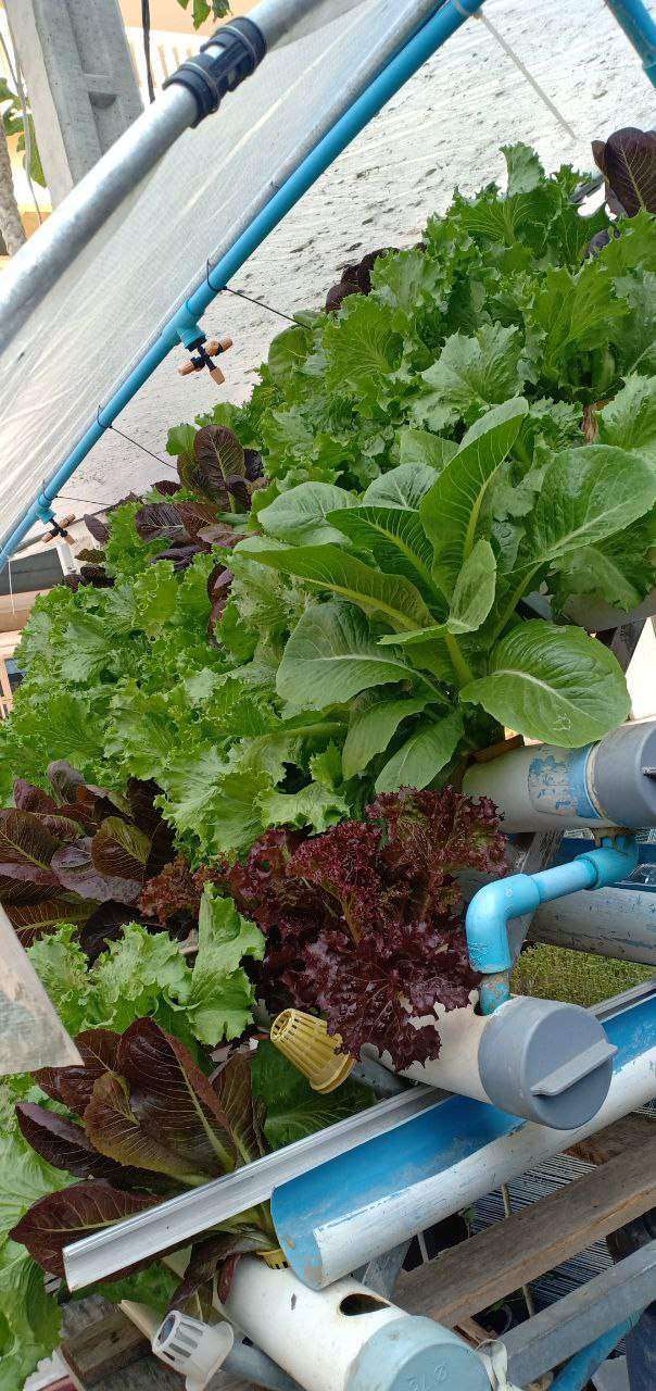 Mixed lettuce varieties growing in hydroponic PVC pipe system