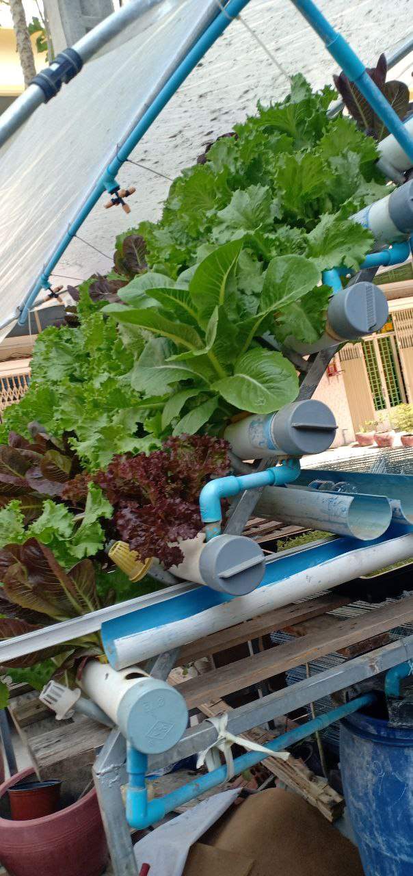 Hydroponic lettuce growing in blue and white PVC pipes