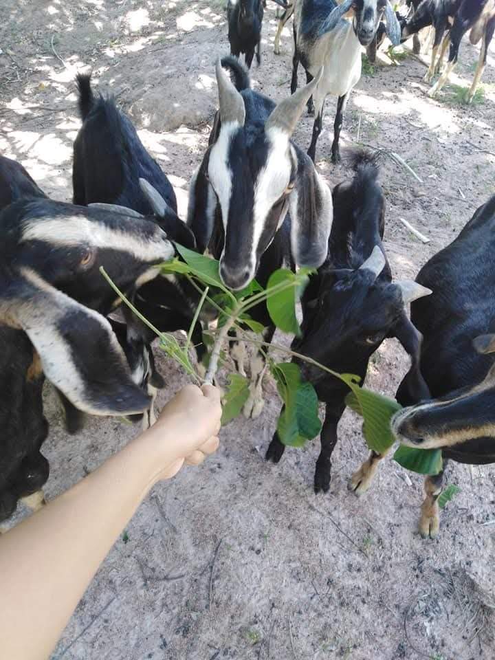 Hand feeding fresh leaves to group of black and white goats