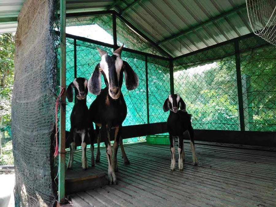 Three black goats with long floppy ears in green-netted enclosure