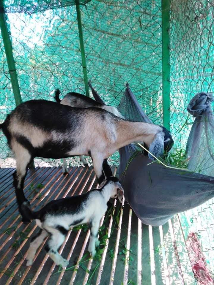Mother goat and baby goat eating from grey bag feeder