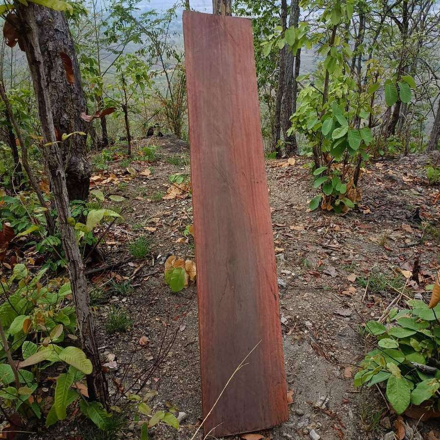 Large wooden plank standing vertically in forest clearing