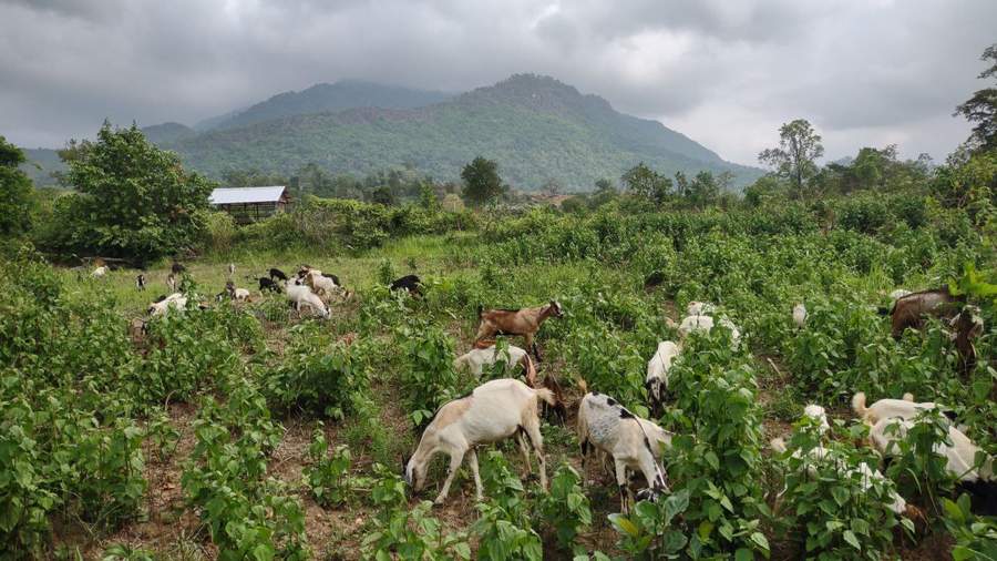 Herd of goats grazing in green field with mountains behind