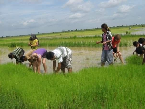 Group of people planting rice seedlings in flooded paddy field