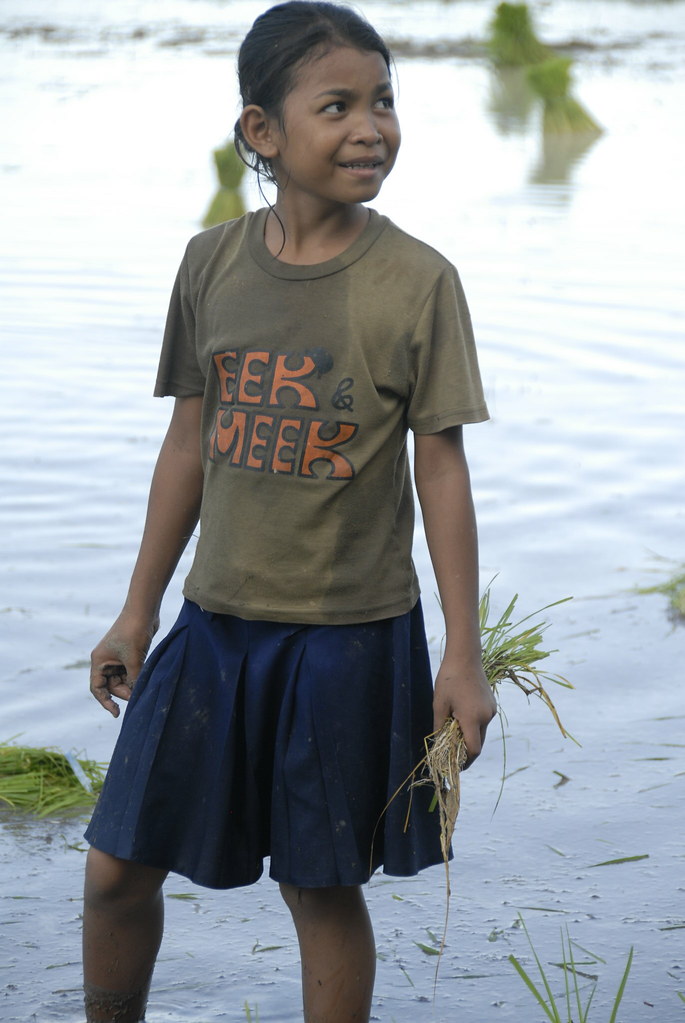 Young girl holding rice seedlings standing in flooded paddy
