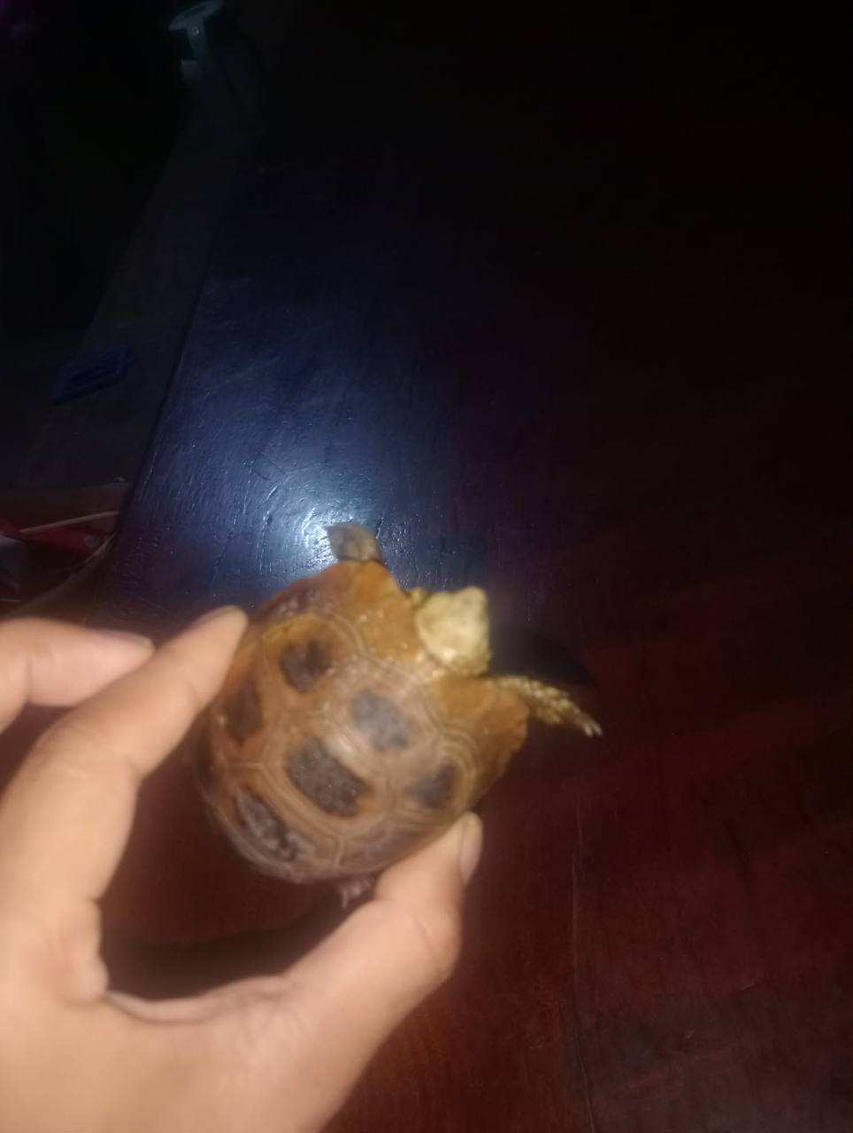 Hand holding small turtle in dark