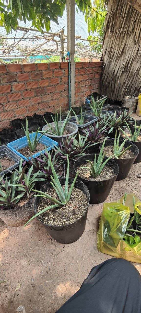 Collection of potted aloe vera plants near brick wall