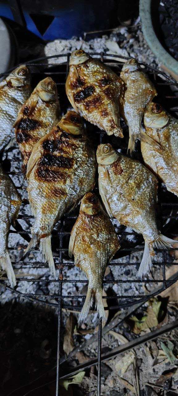 Multiple grilled fish on charcoal grill