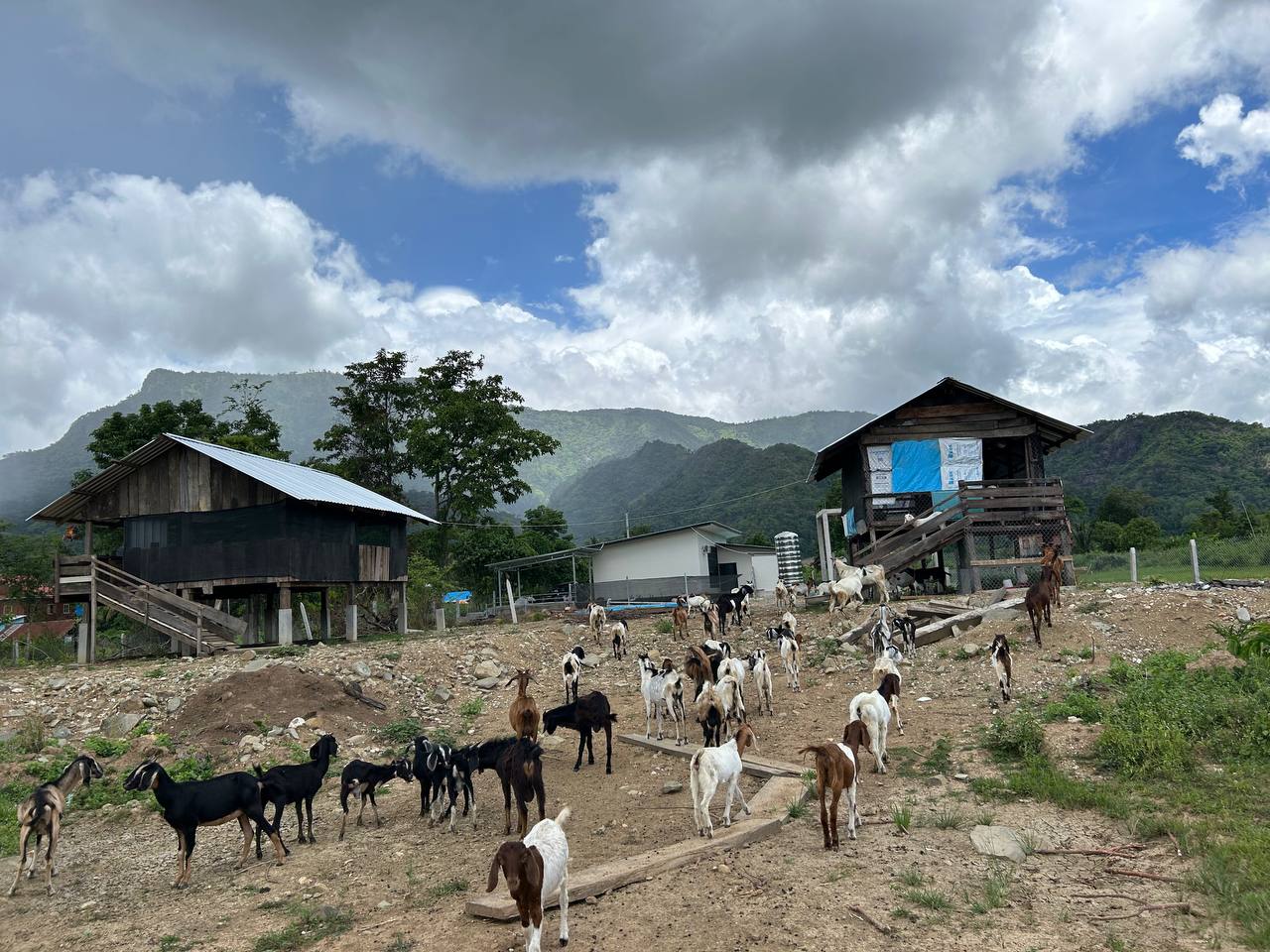 Phnom Samkos Goat Enterprise — community-based livestock program