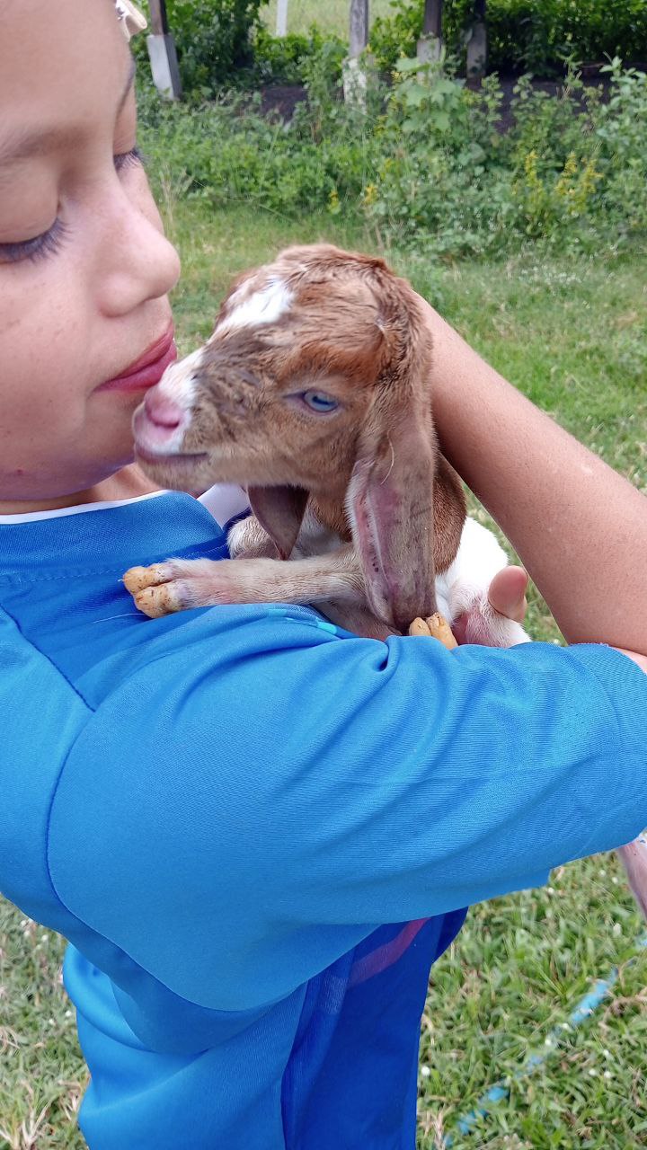 Goat breeding and market sale