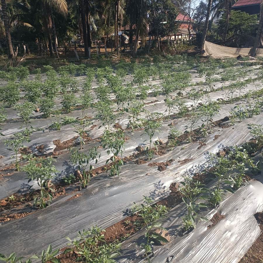 Hot pepper field with irrigation in Phnom Samkos