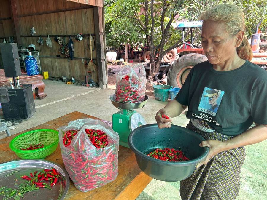Weighing and sorting harvested hot peppers