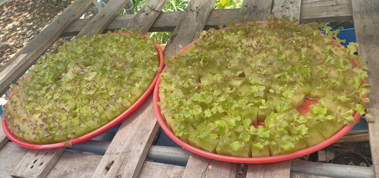 Seedlings growing in hydroponic channels