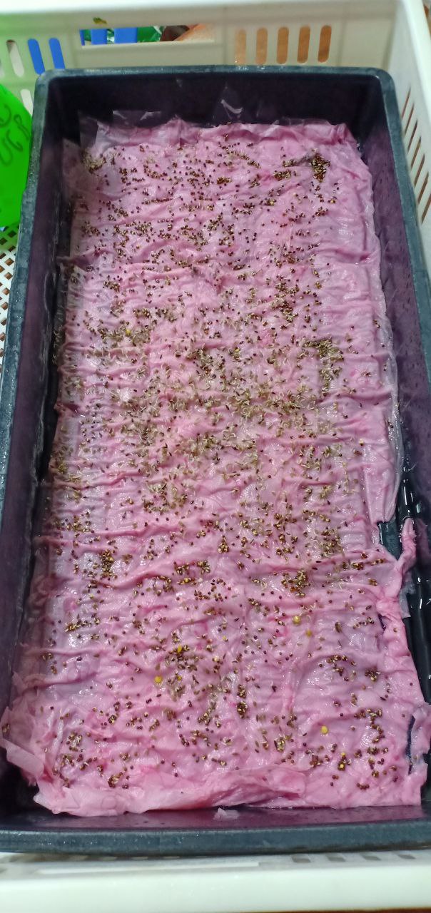 Hydroponic system setup and maintenance