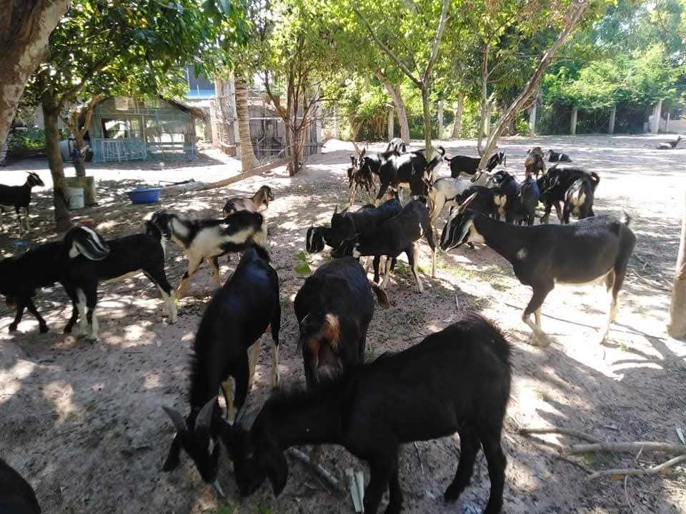 Sustainable livelihoods — income generation in rural Cambodia