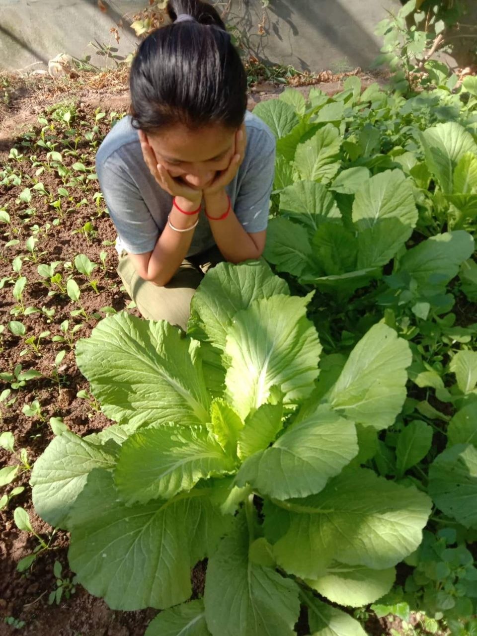 Shade house harvest
