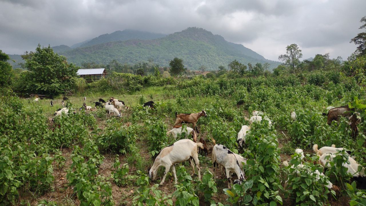 Phnom Samkos goat enterprise