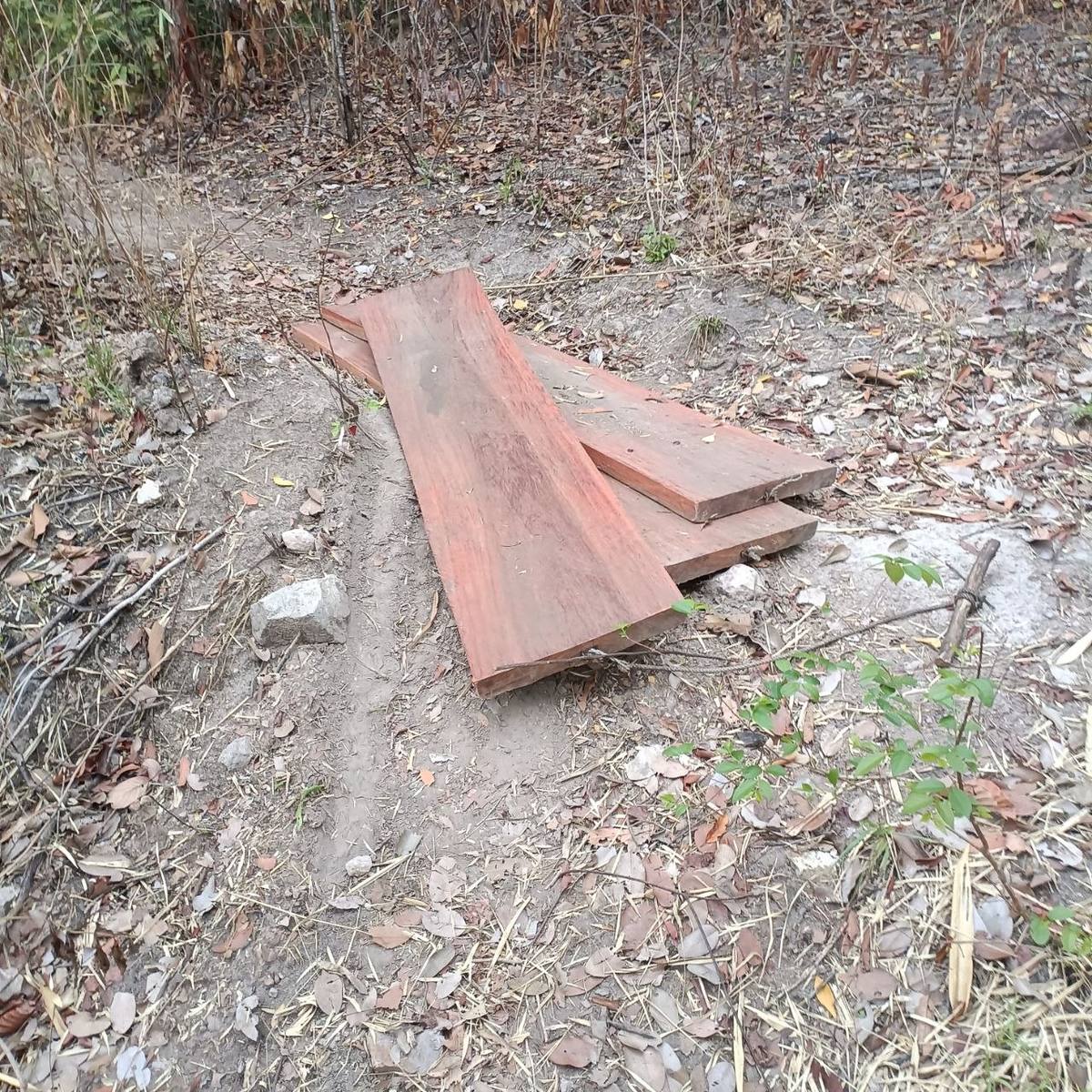 Cut timber planks abandoned on forest trail
