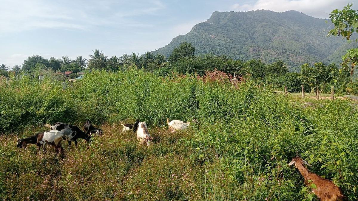 Volunteer experience in rural Cambodia