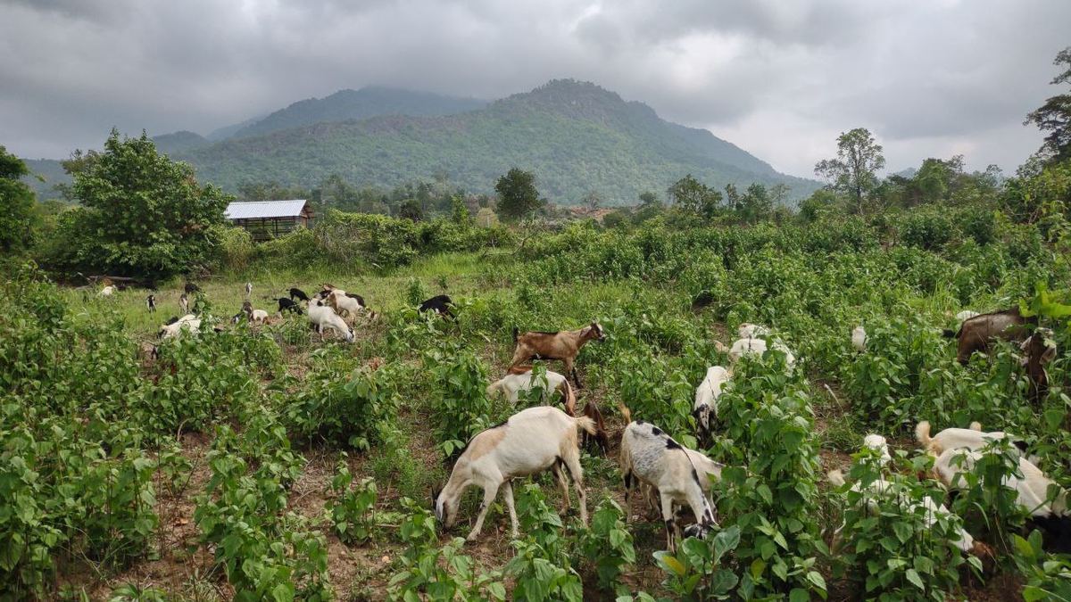 Volunteer experience in rural Cambodia