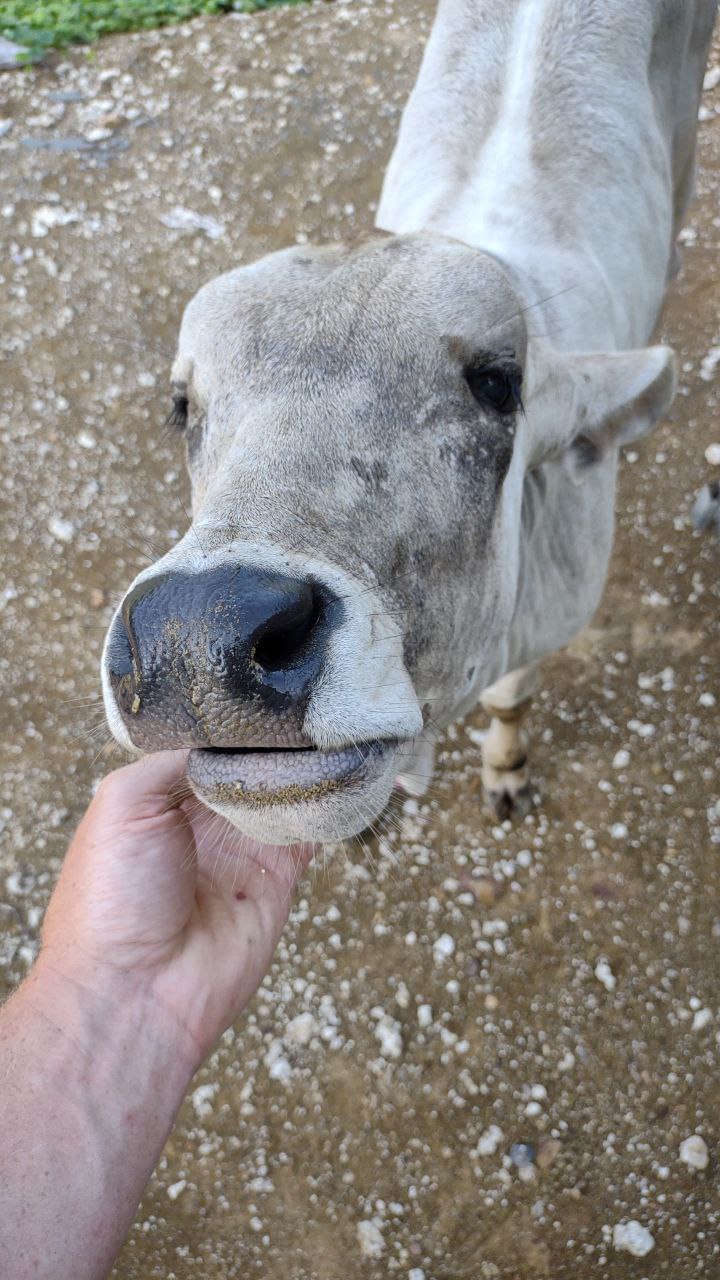 Volunteer experience in rural Cambodia