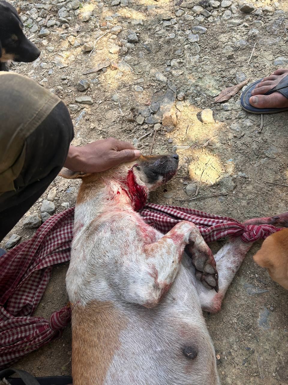 Volunteer experience in rural Cambodia