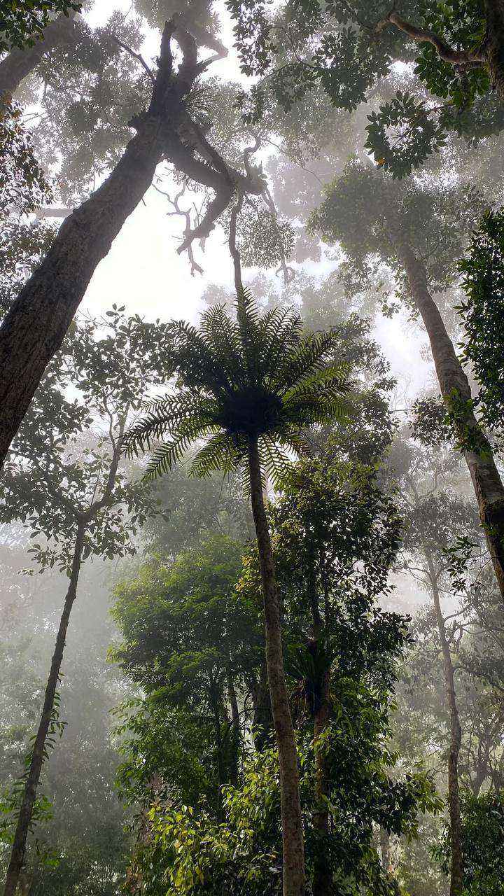 Forest conservation